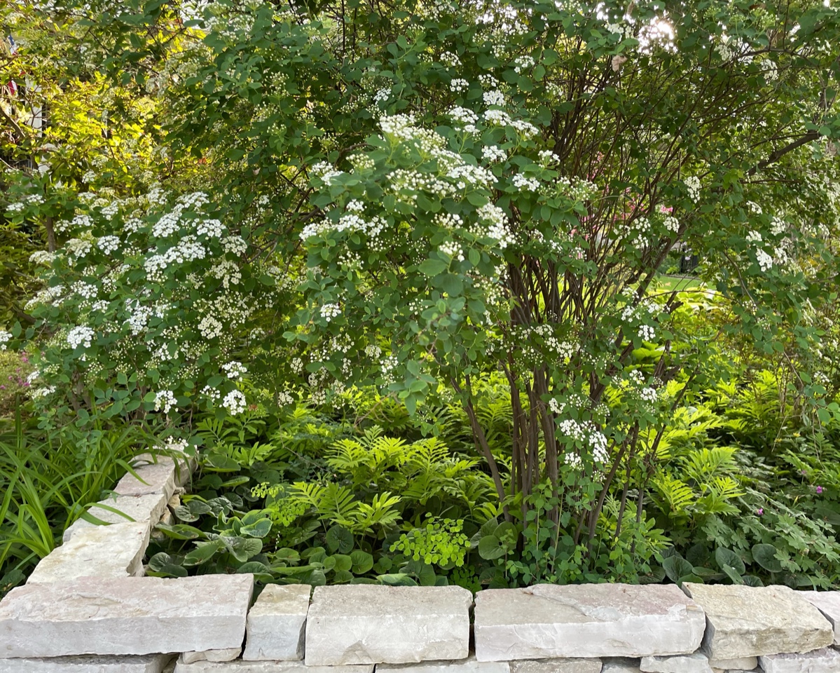 shrub with white flowers surrounded by low-growing green plants