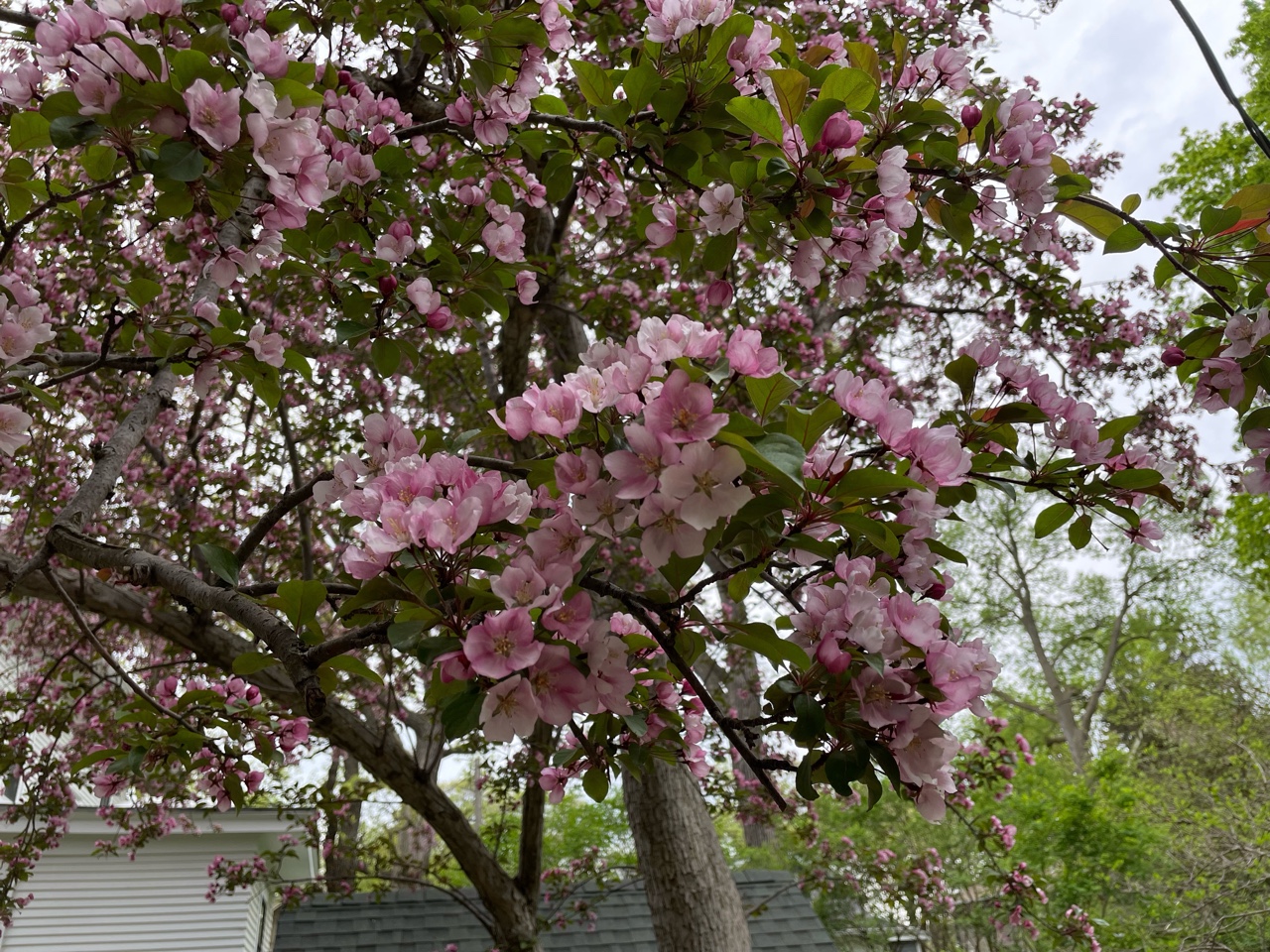 close up of Red Splendor crabapple in bloom