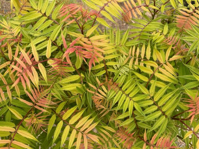 close up of colorful Ash leaf spirea foliage