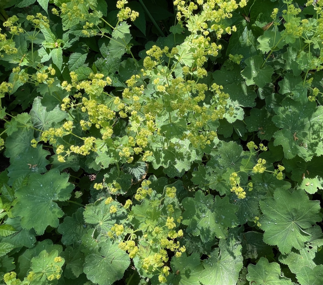 close up of Ladys mantle in bloom