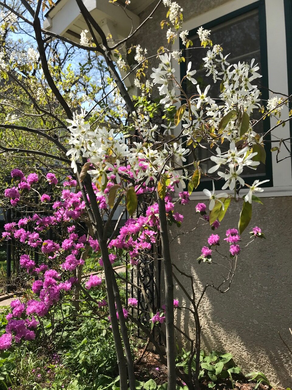 sparse shrubs with white and pink flowers