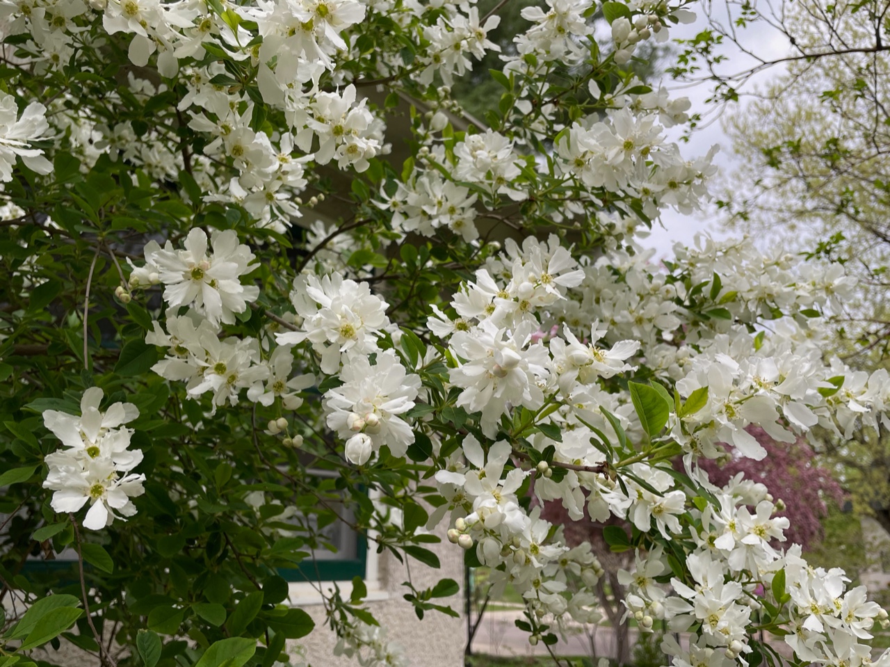 close up of white Pearl Bush flowers