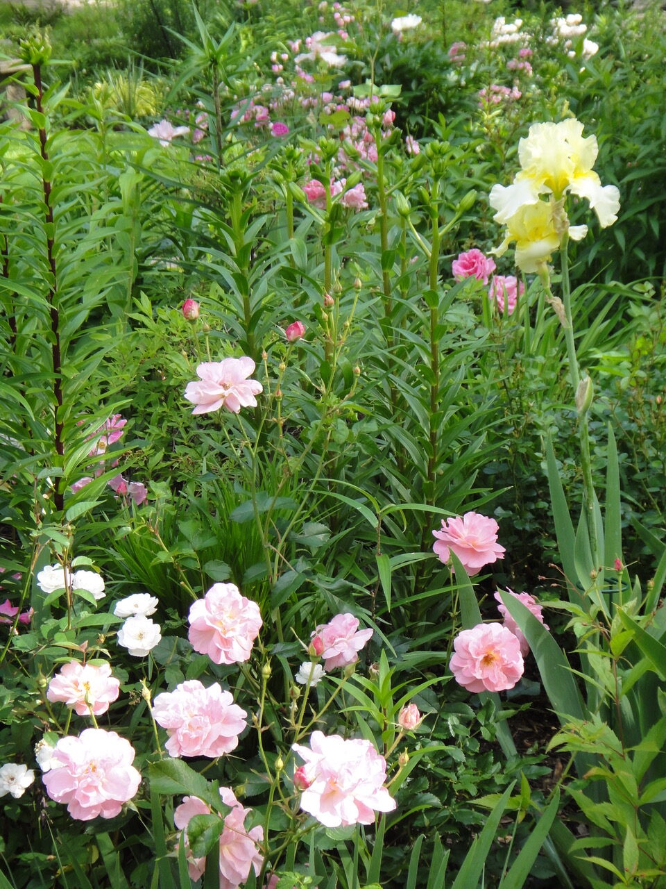 light pink roses next to a yellow iris