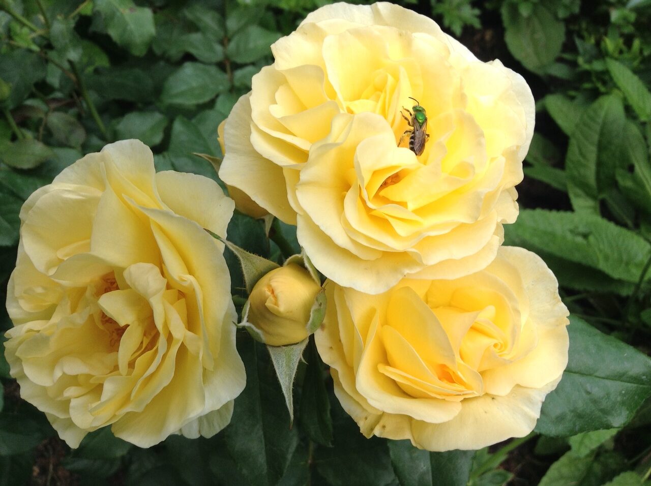 close up of yellow High Voltage roses