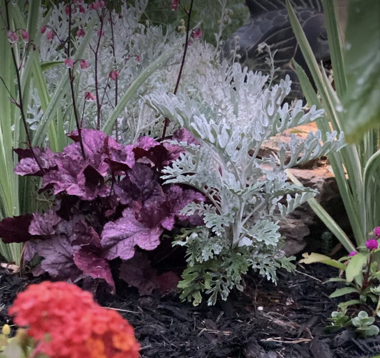 close up of colorful foliage plants