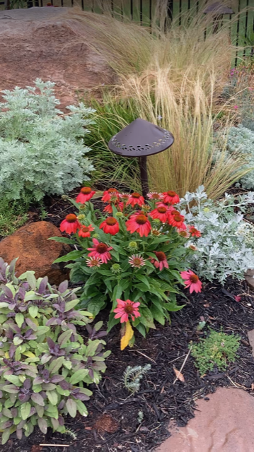 close up of foliage plants and pink flowers in a rock garden