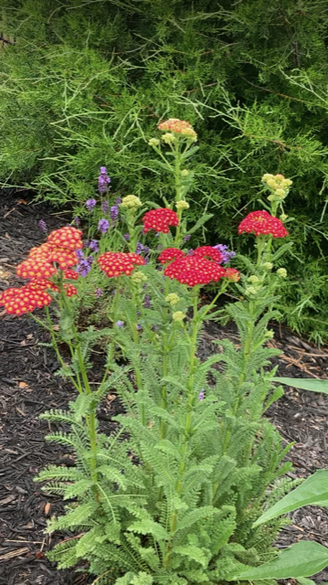 small pink and purple flowers in the rock garden