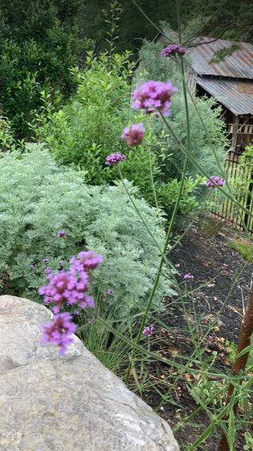 close up of tiny purple flowers with shrubs behind