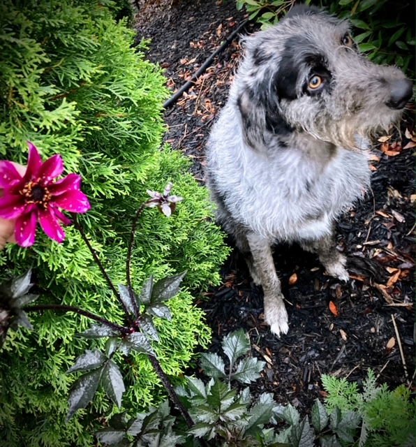 dog next to a bright pink dahlia flower