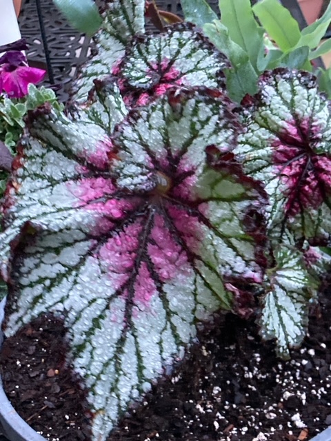 close up of colorful painted rex begonia foliage