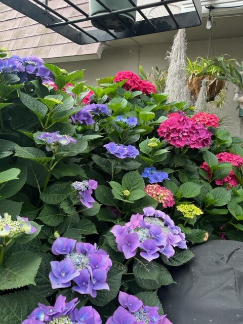 close up of bigleaf hydrangea with purple and pink flowers