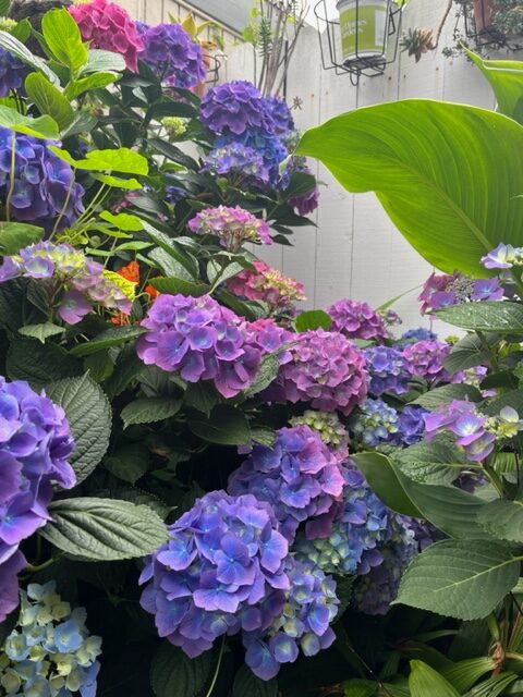 close up of hydrangea on patio