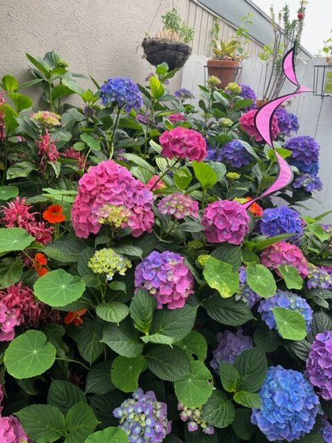 close up of hydrangea with pink, purple and blue flowers