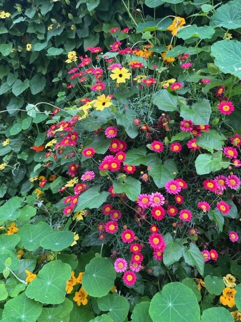 close up of pink and yellow flowers