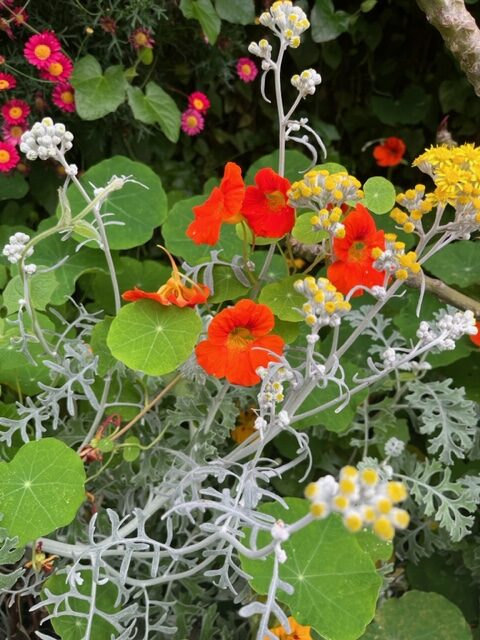 close up of orange and yellow flowers with silver foliage