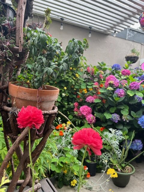 patio garden with lots of plants in a small space