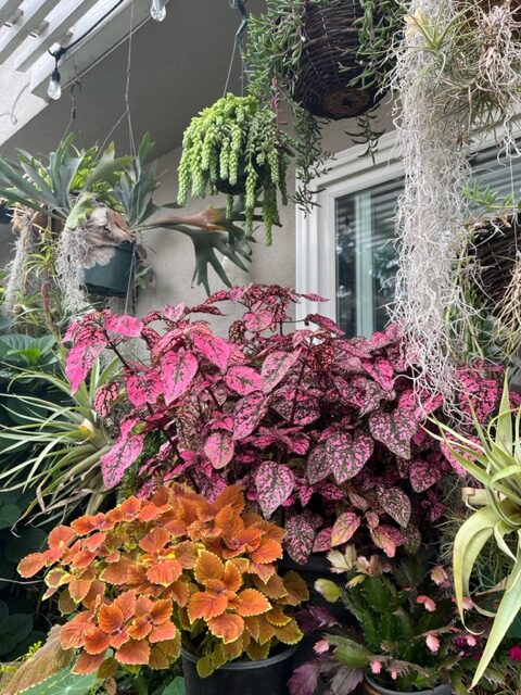 various colorful foliage plants in containers