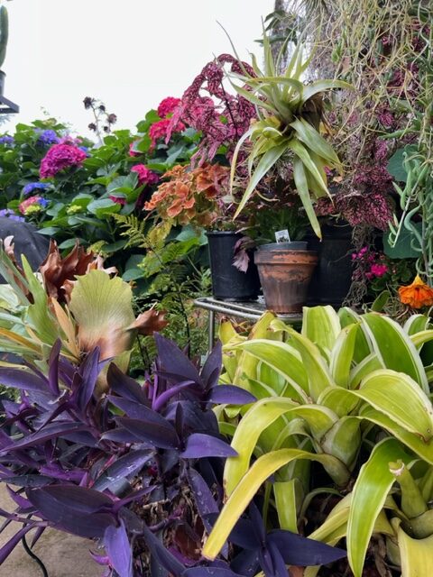 more colorful foliage and flowers in containers