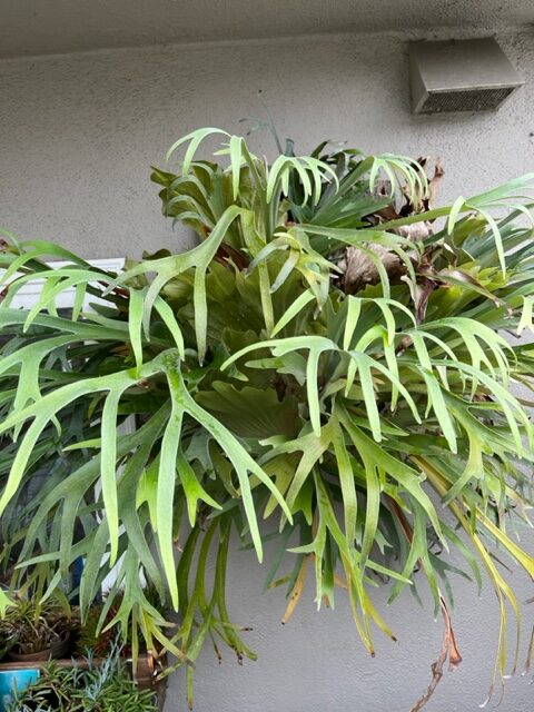 close up of a staghorn fern in a hanging basket