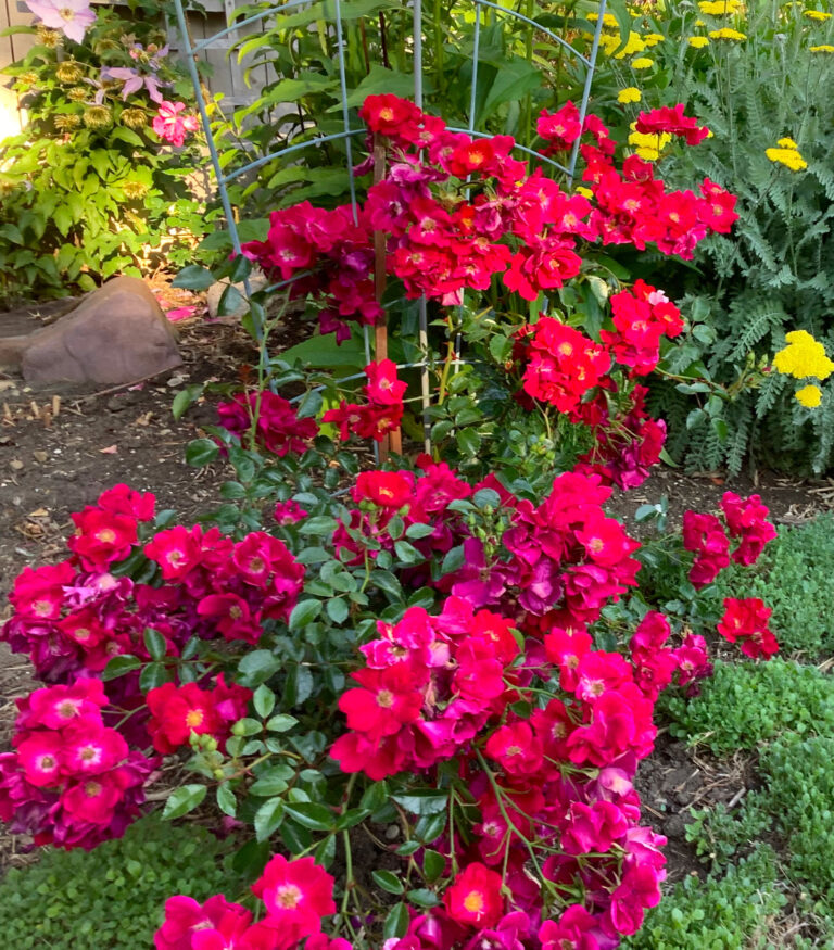 Tom’s Favorite ColdHardy Roses Planting AZ