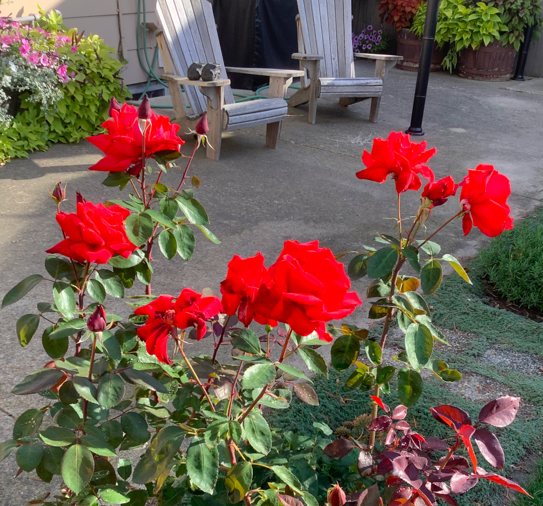 close up of bright red Dolly Parton roses