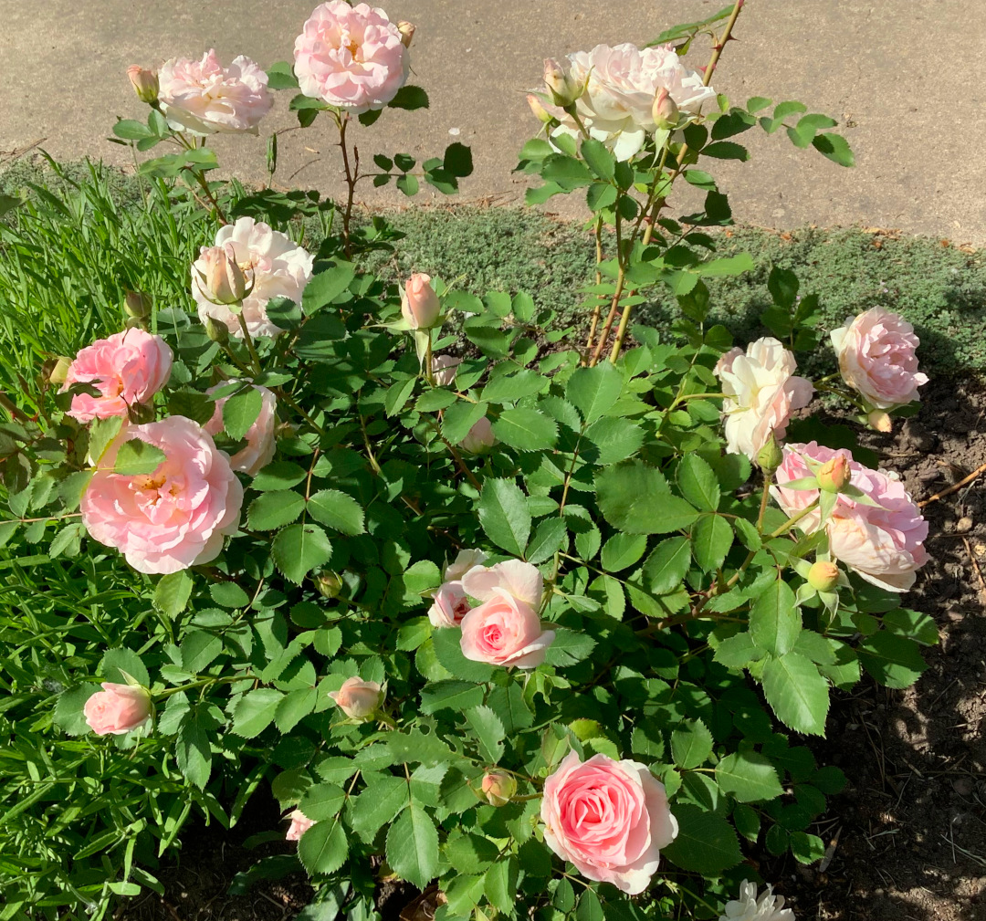 close up of light pink Morden Blush rose