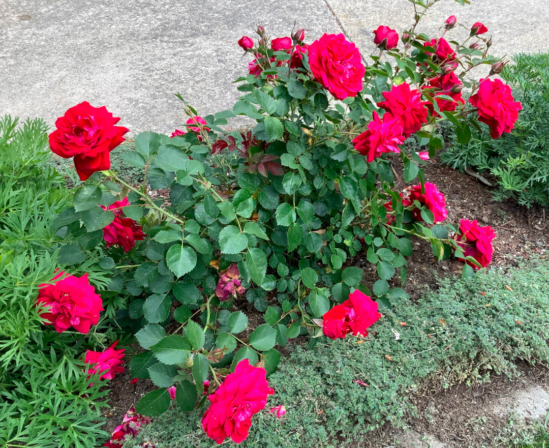 bright pink Canadian Shield rose