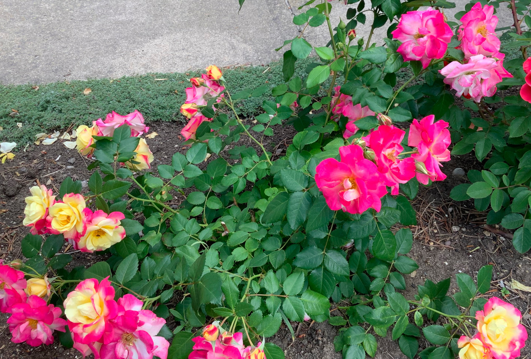 bright pink and yellow Campfire Tom Thompson roses