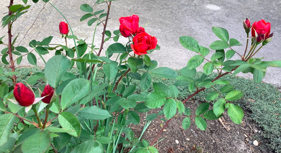 close up of red Morden Fireglow rose starting to come into bloom