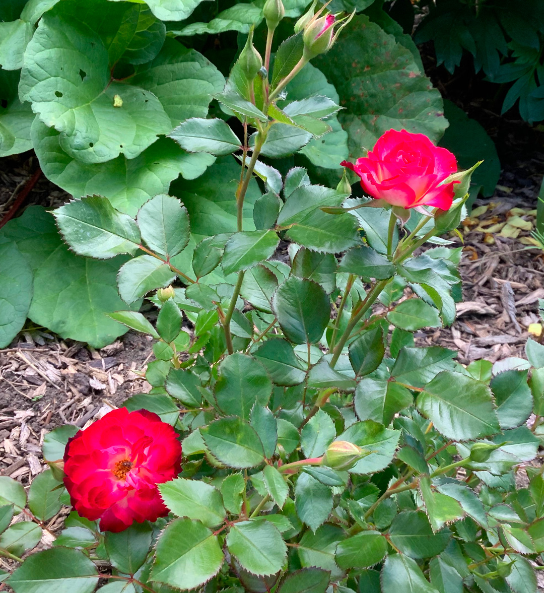 close up of bright pink Never Alone flowers