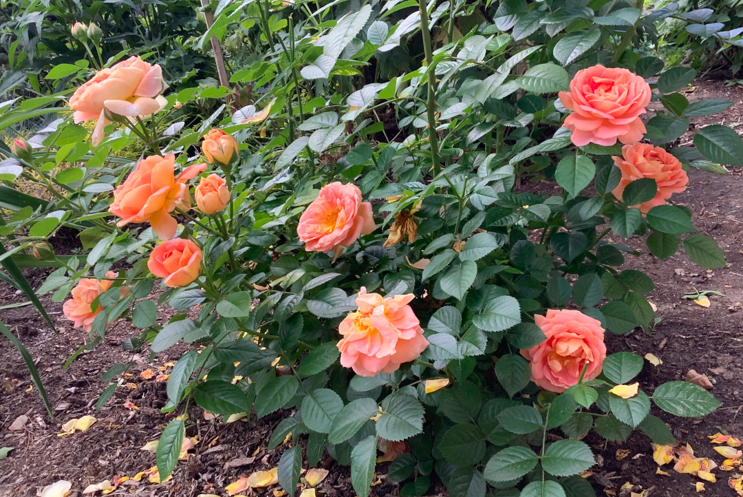 peach colored Olds College rose