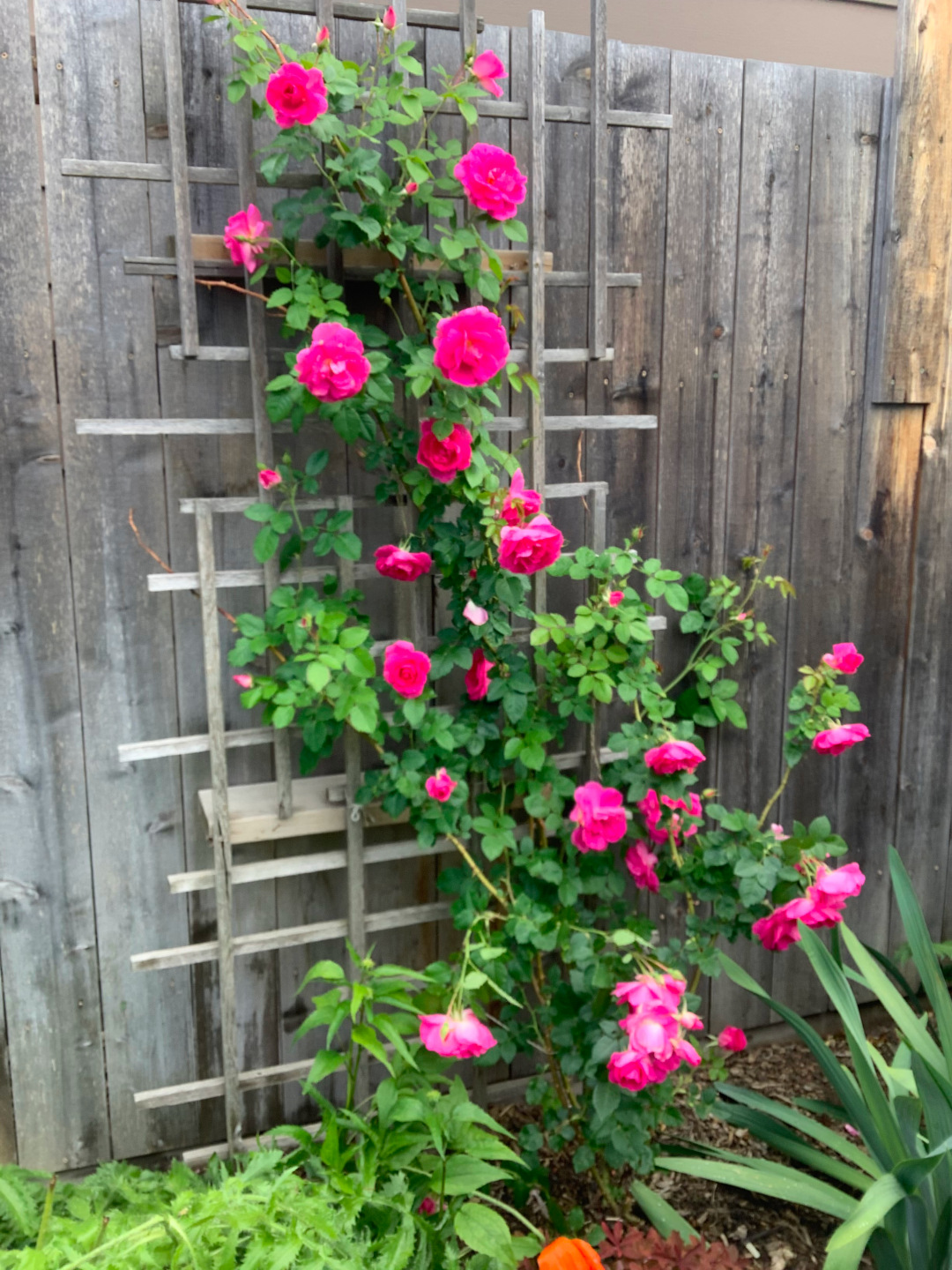 bright pink Felix Leclerc climbing rose