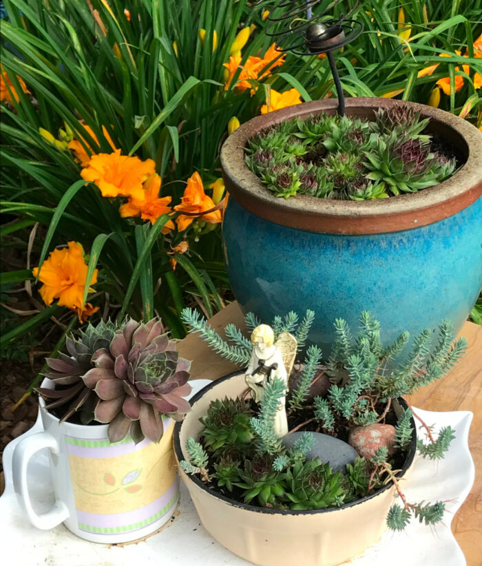 various succulent plants in small containers