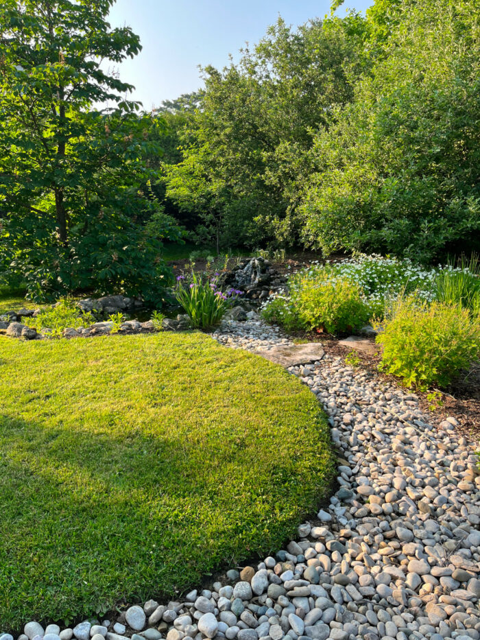 close up of rain garden swale and pond surrounded by plants