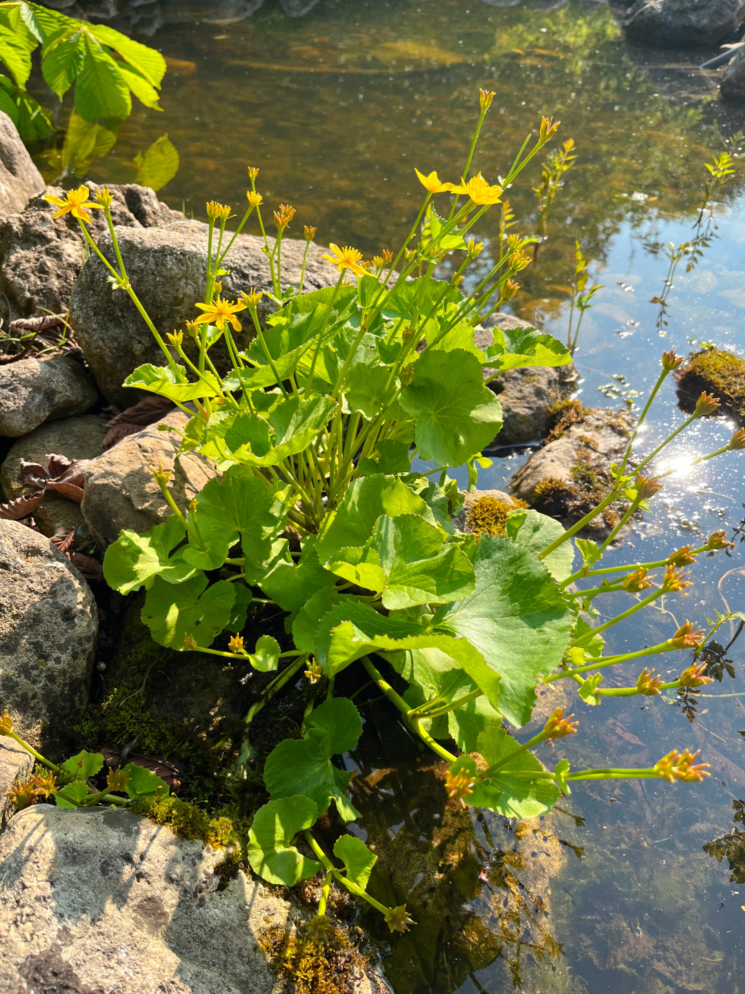 close up of marsh marigold plant next to pond