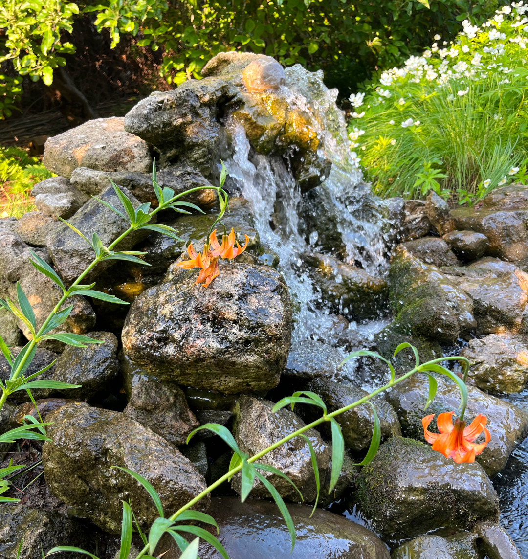 orange Michigan lilies nodding over garden pond