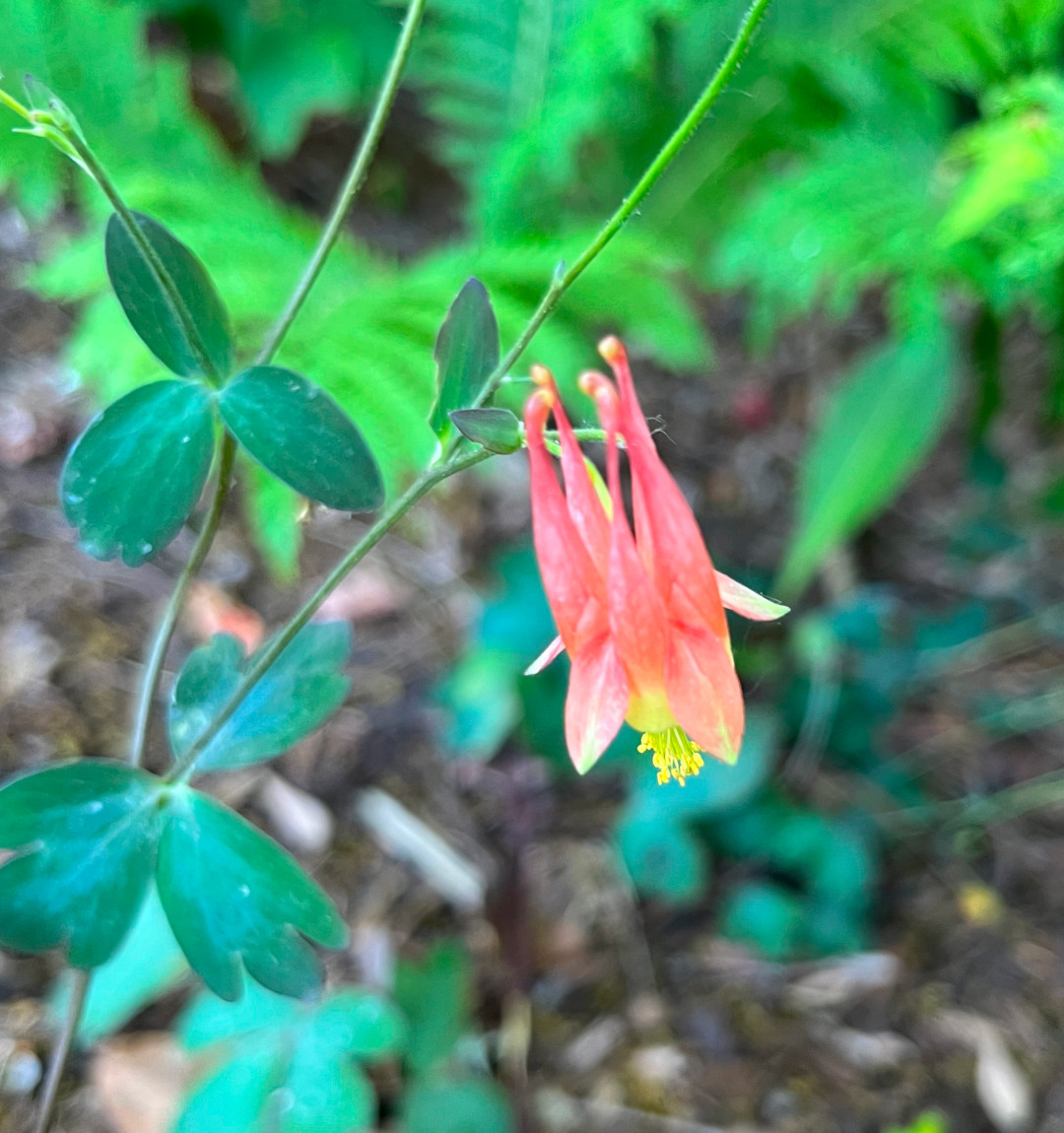 close up of light pink Columbine flower