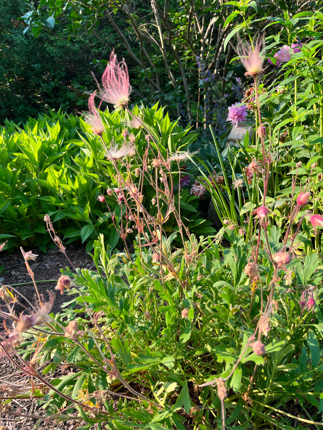 close up of pink Prairie smoke seedheads