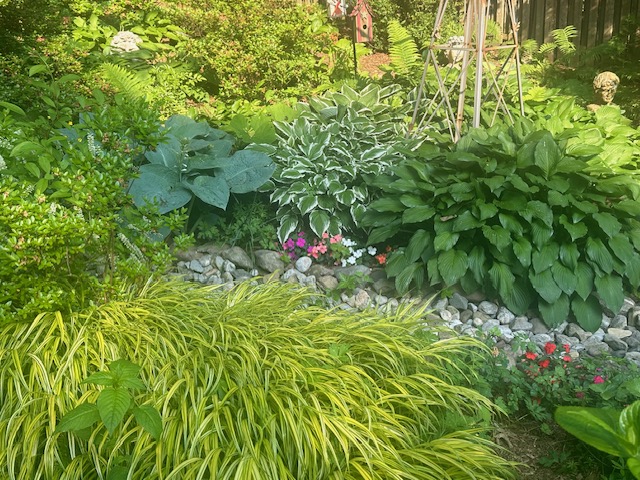 Hostas y otras plantas de follaje alrededor del lecho de un arroyo seco