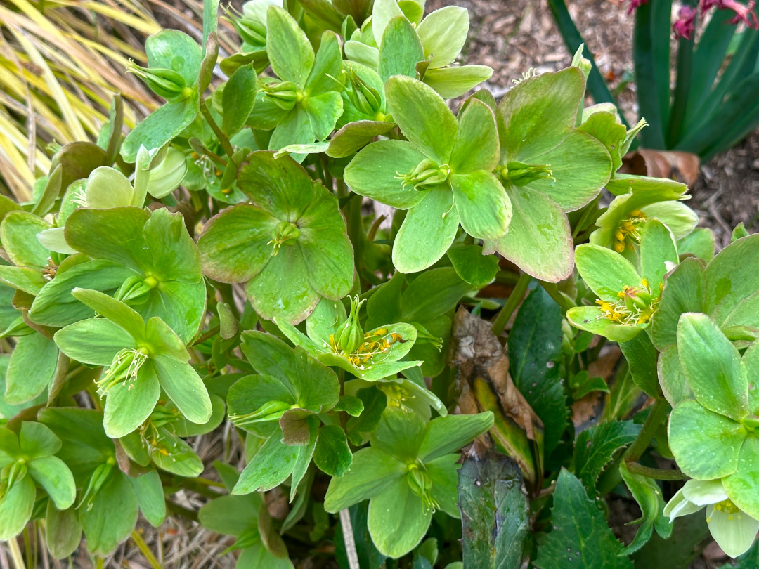 Cerca de un Hellebore verde