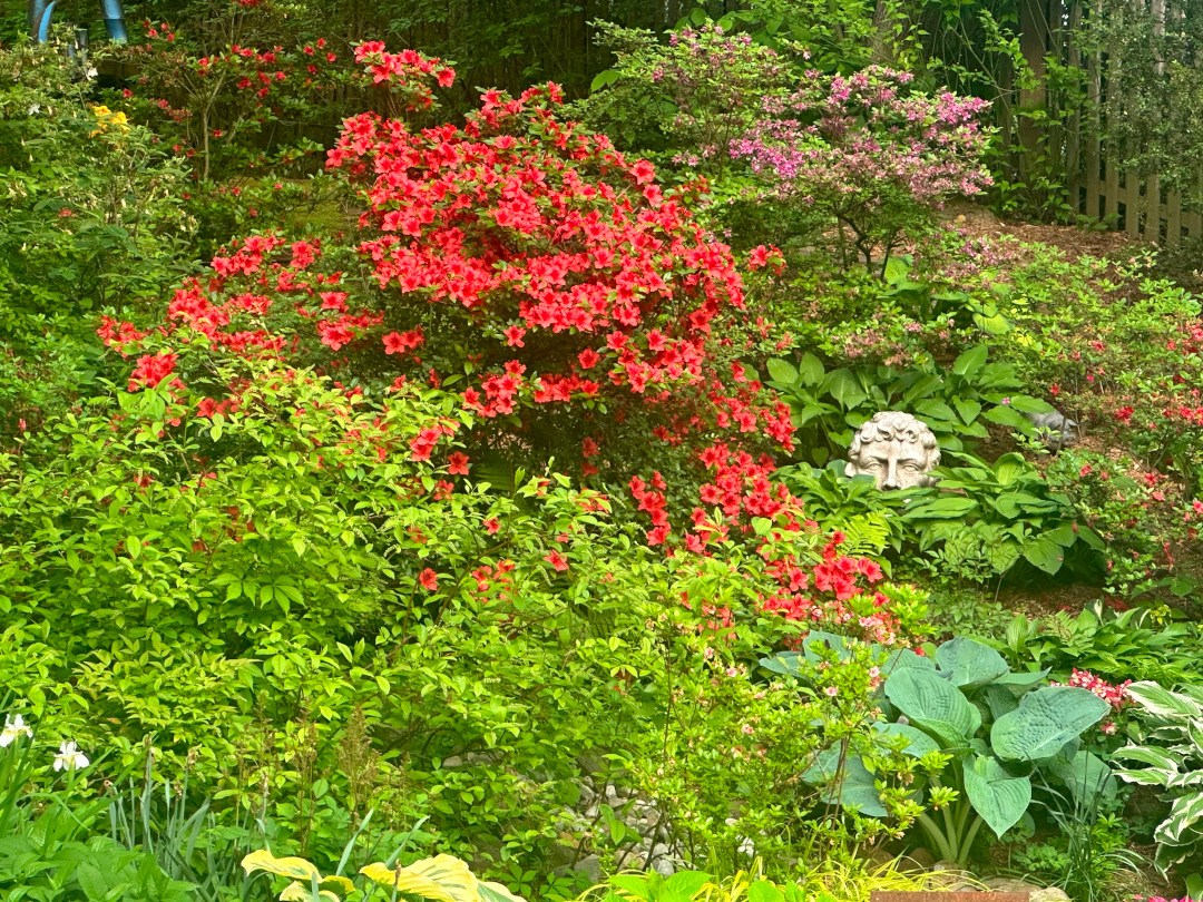 Jardín en la ladera con azaleas rojas brillantes en flor