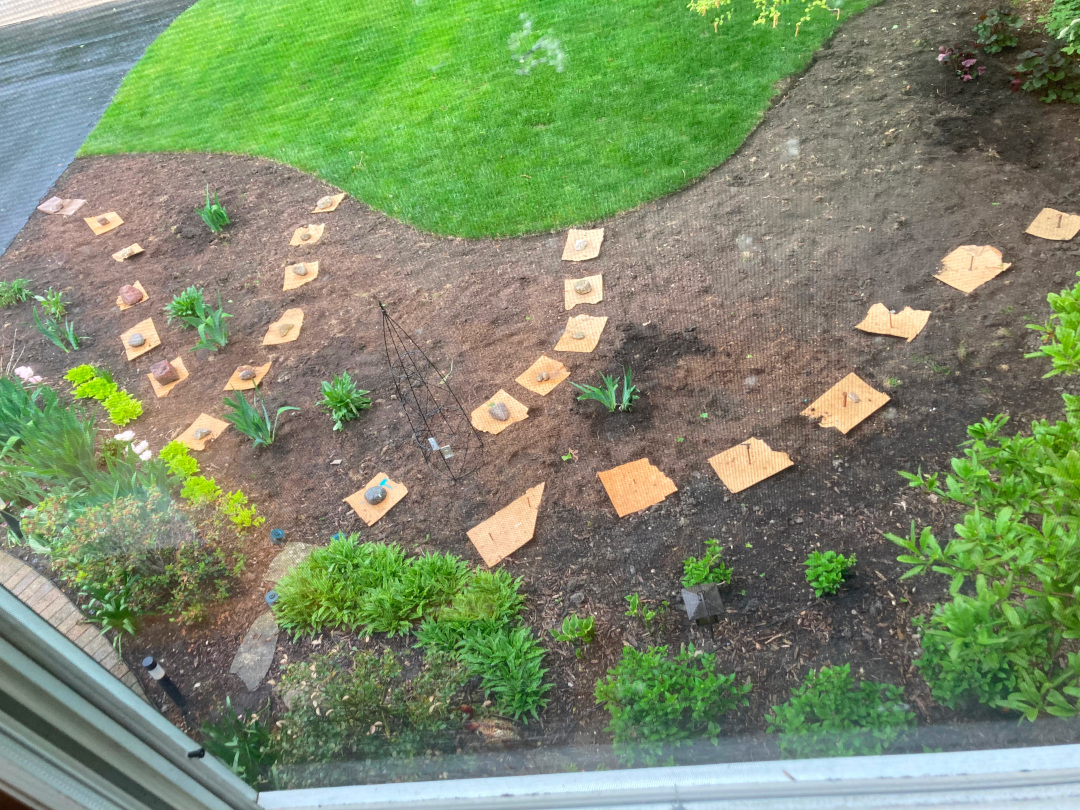 flagstone path laid out with pieces of cardboard