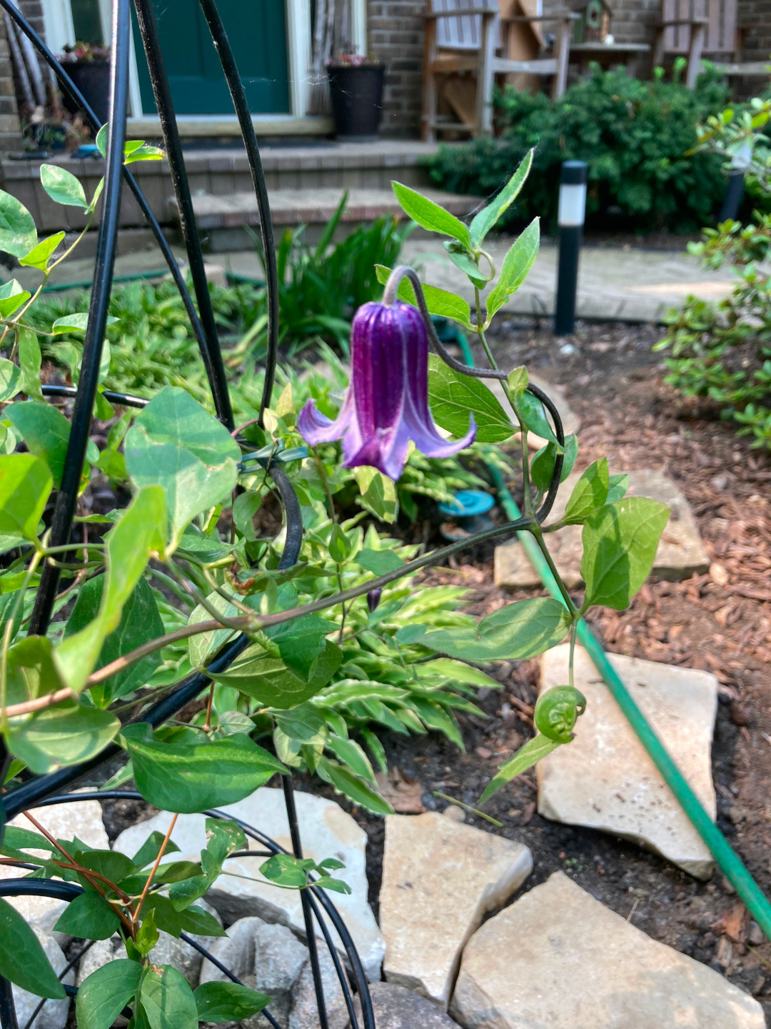 close up of purple clematis flower