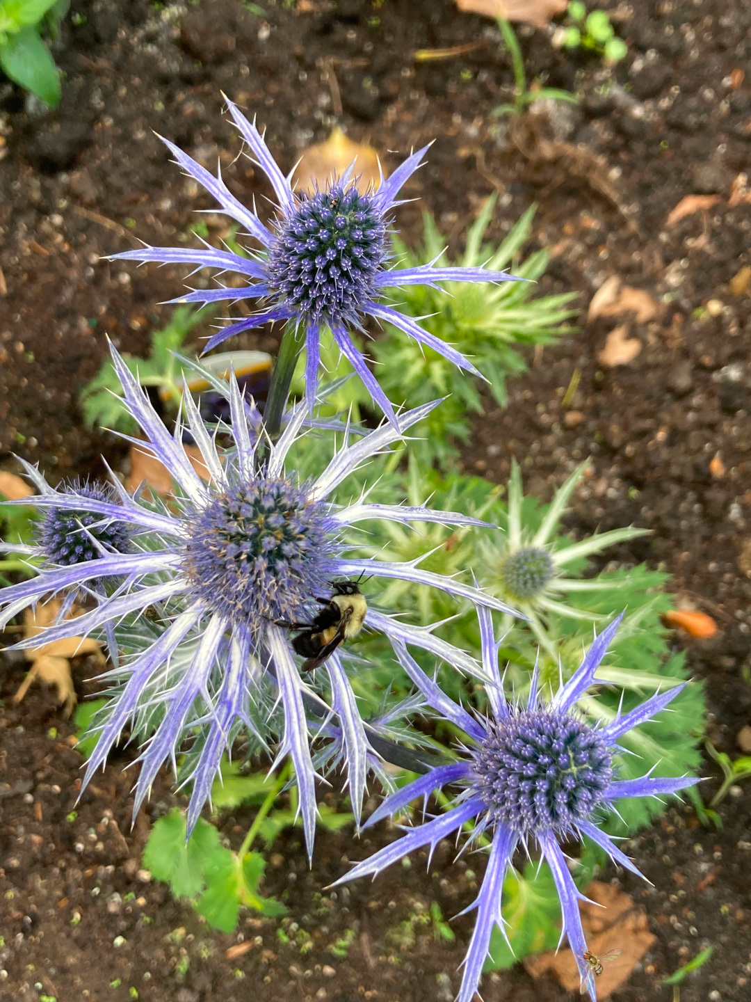 close up of blue sea holly flowers