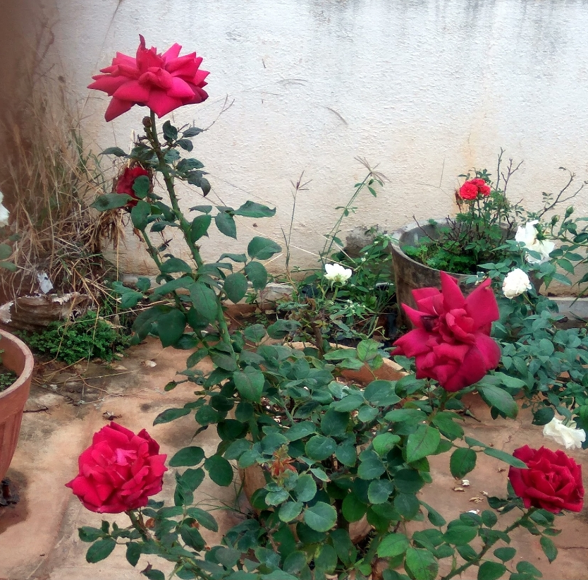 deep red rose growing in a container on a patio