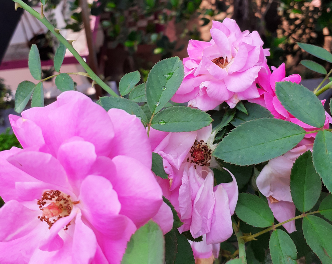 close up of bright pink roses in bloom