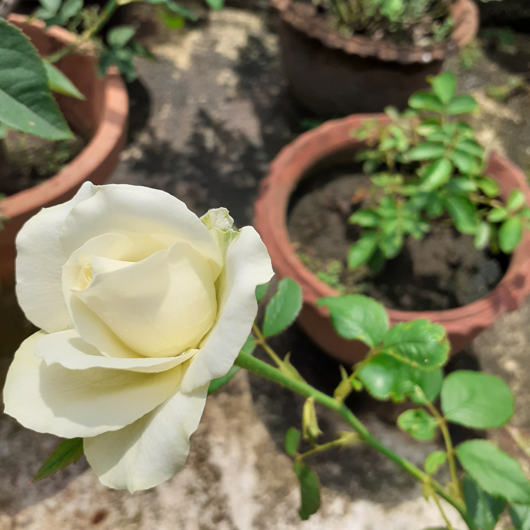 close up of white rose bud beginning to bloom in container garden