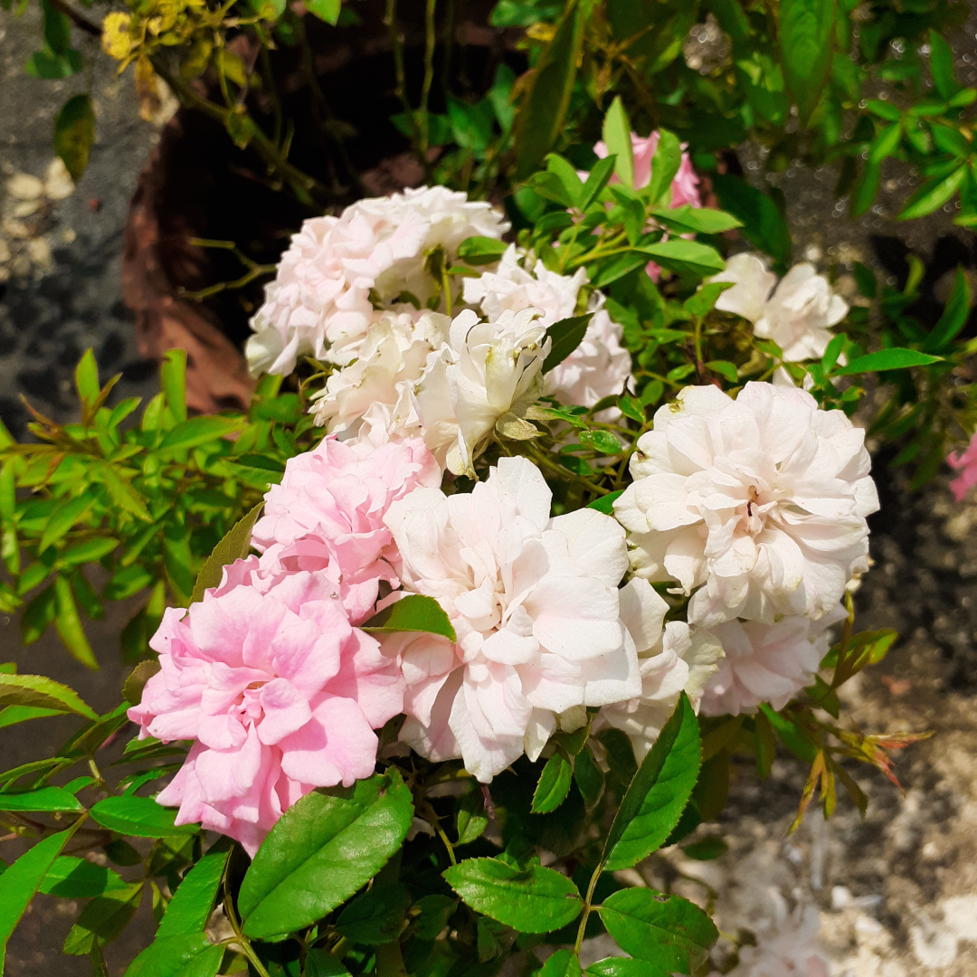 close up of rose blooms that range from white to light pink