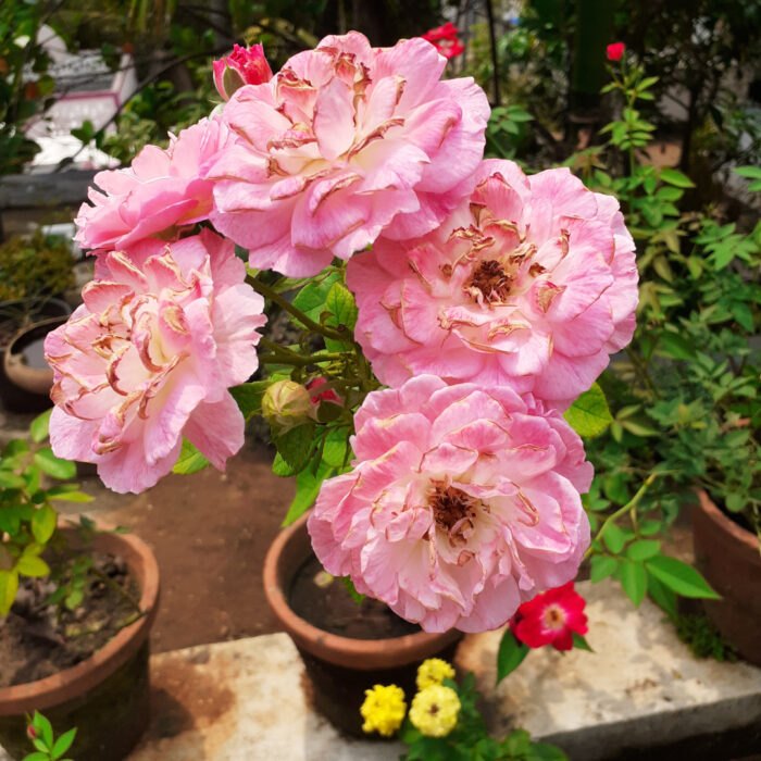 close up of light pink roses with slight sun damage on petals