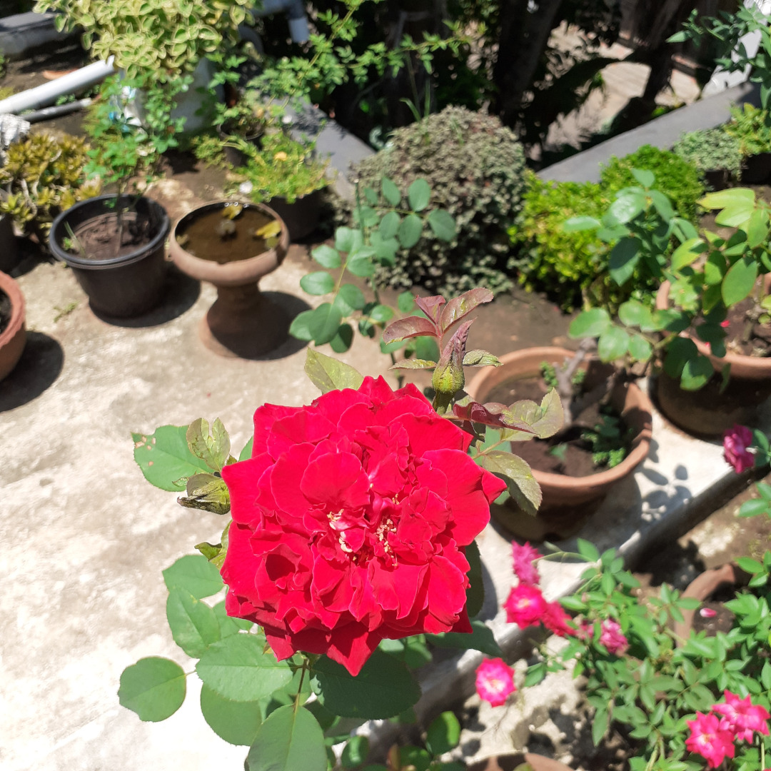 large red rose on a patio with other containers